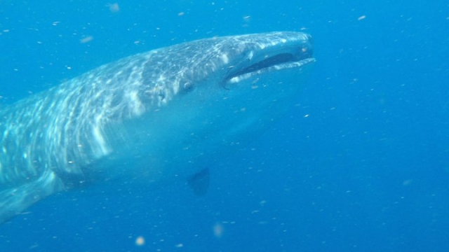 Conoce al tiburon ballena